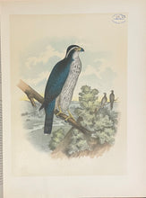 Load image into Gallery viewer, The Birds of North America - Jacob H. Studer