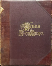 Load image into Gallery viewer, The Birds of North America - Jacob H. Studer