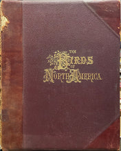 Load image into Gallery viewer, The Birds of North America - Jacob H. Studer