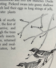 Load image into Gallery viewer, The Tale of a Pond by Henry Bugbee Kane