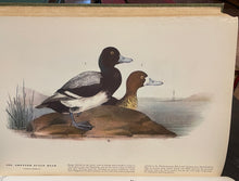 Load image into Gallery viewer, The Birds of America - John James Audubon
