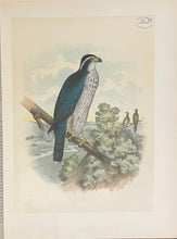 Load image into Gallery viewer, The Birds of North America - Jacob H. Studer
