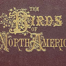 Load image into Gallery viewer, The Birds of North America - Jacob H. Studer
